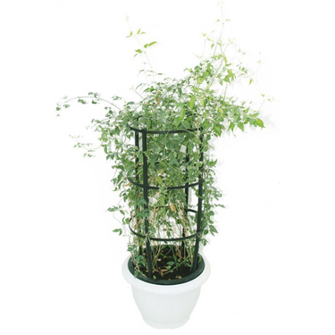 Jasminum Grandiflora plant, Jasminum Grandiflora for sale, Buy Jasminum Grandiflora online, Jasminum Grandiflora care, Outdoor Jasminum Grandiflora
